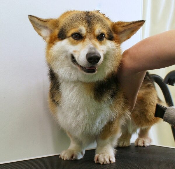 Pet Grooming Project2