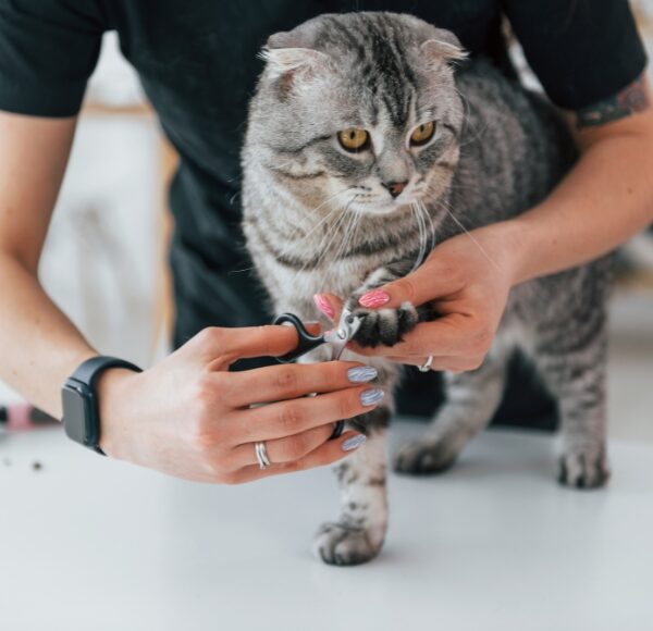 Pets Grooming