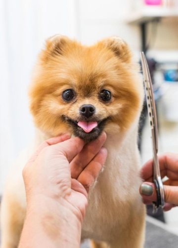 PETS GROOMING