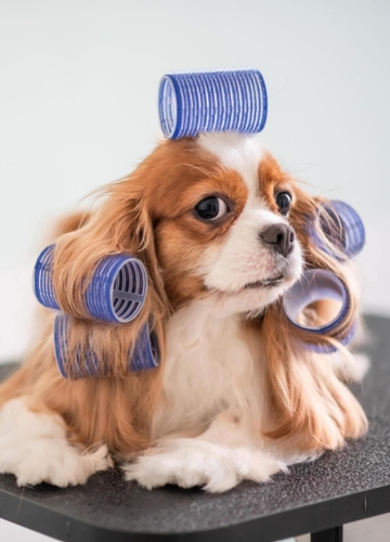 PETS GROOMING